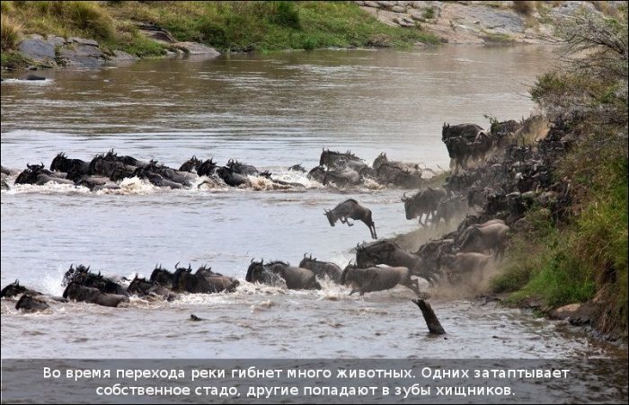 Как бегемот спас антилопу