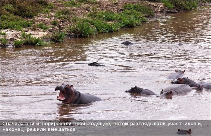 Как бегемот спас антилопу