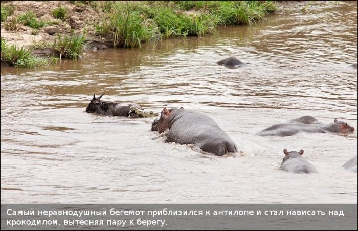 Как бегемот спас антилопу