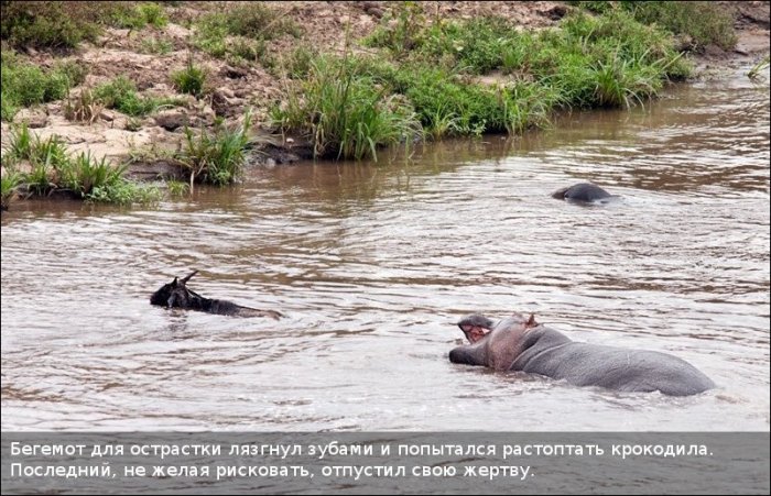 Как бегемот спас антилопу