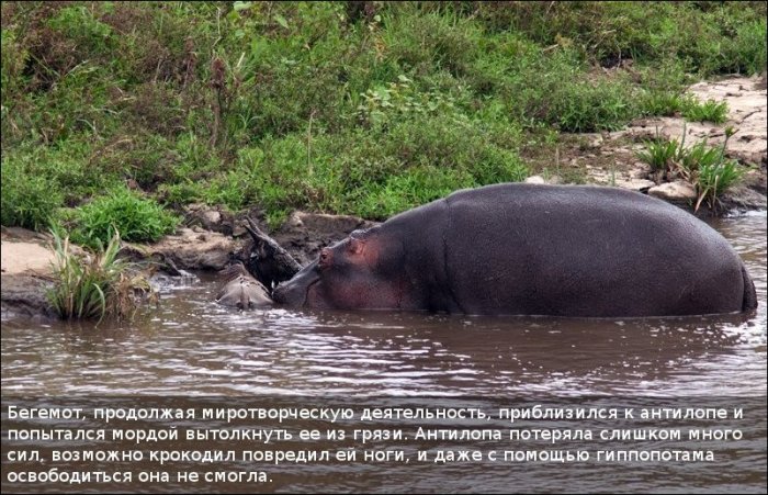 Как бегемот спас антилопу