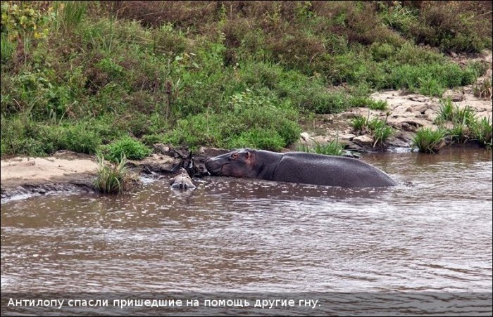 Как бегемот спас антилопу