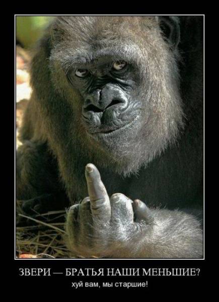 Демотиваторы