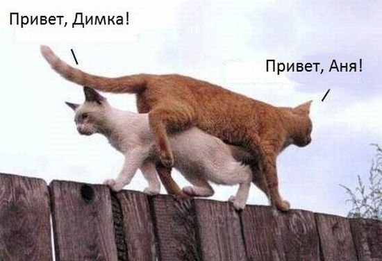 Прикольные картинки