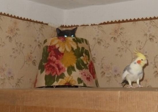 Прикольные картинки