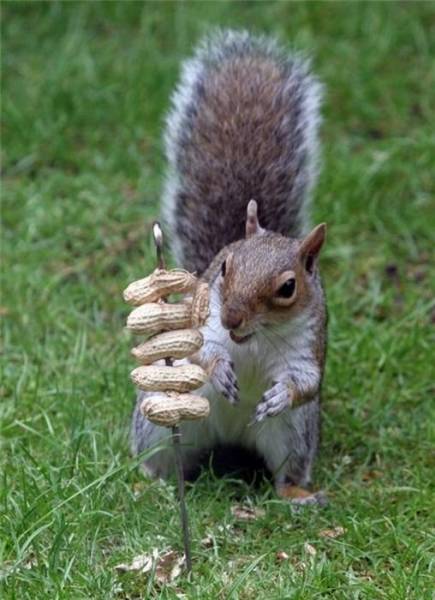 Прикольные картинки