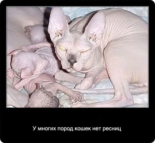 Факты про кошек