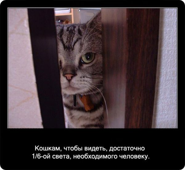 Факты про кошек