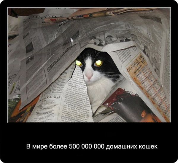 Факты про кошек