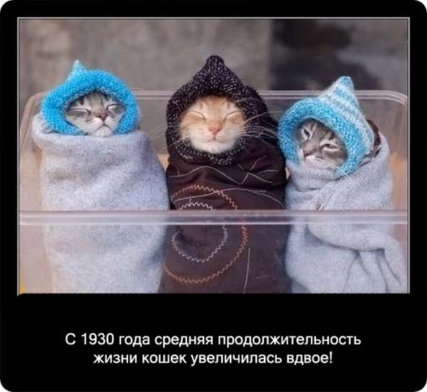 Факты про кошек