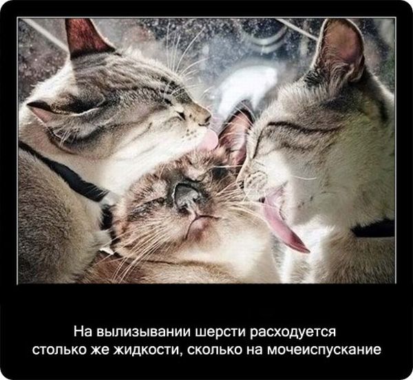 Факты про кошек