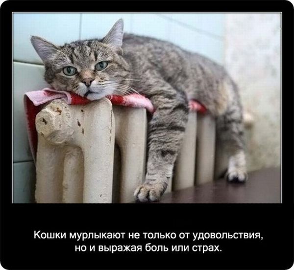 Факты про кошек