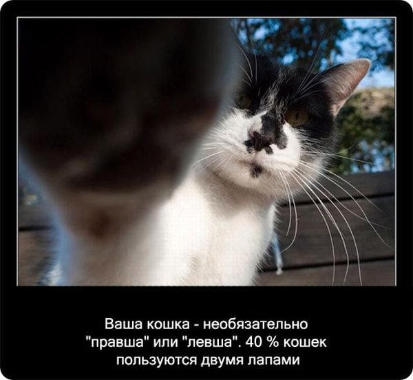 Факты про кошек