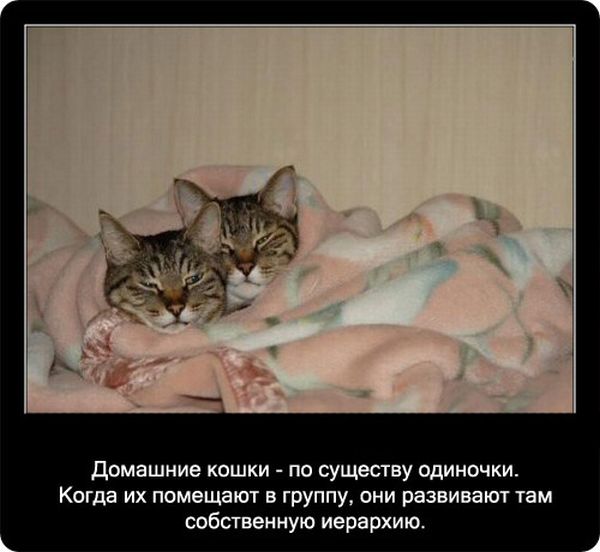 Факты про кошек