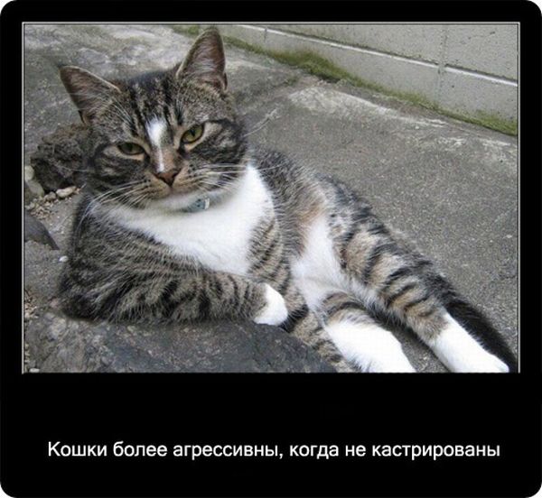 Факты про кошек