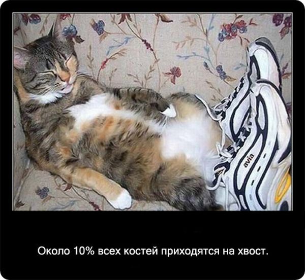 Факты про кошек