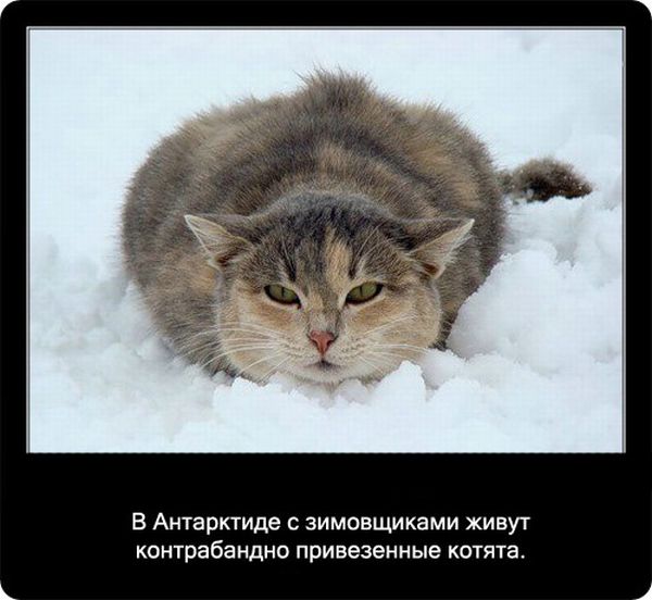 Факты про кошек