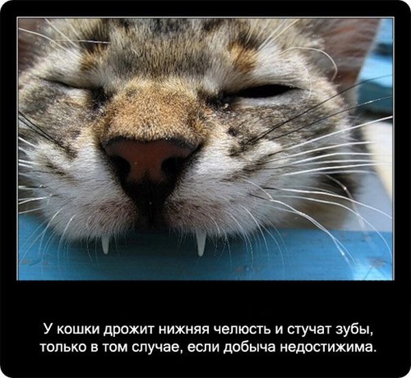 Факты про кошек