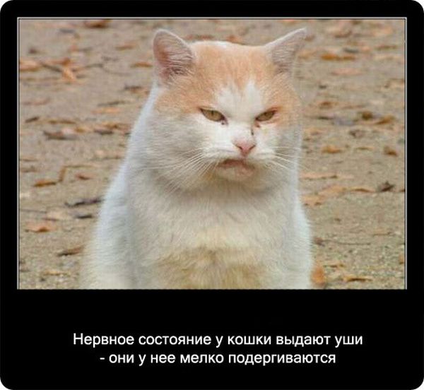 Факты про кошек