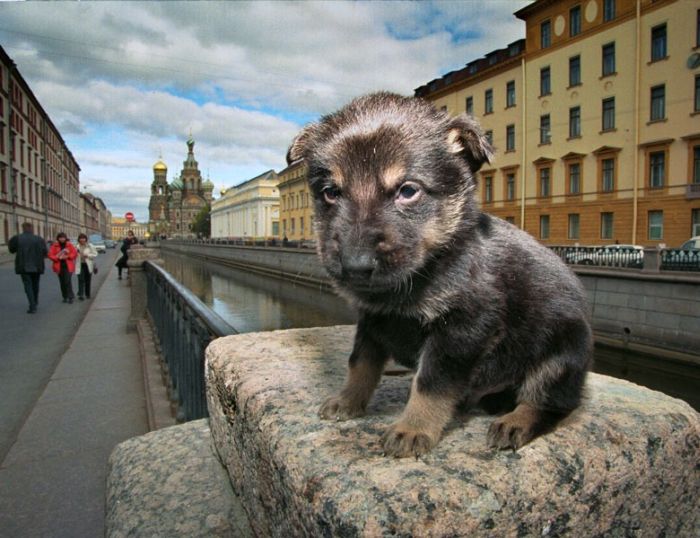 Санкт-Петербург от Александра Петросяна