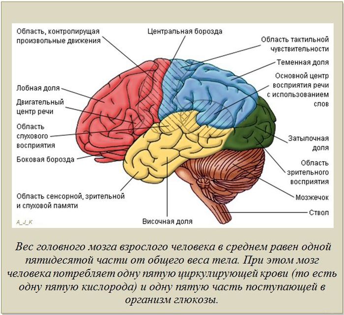 Факты в картинках